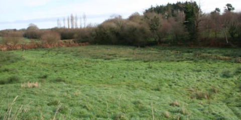 Meadow after restoration, FMA